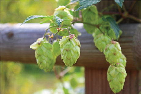 What are Hops for Homebrewing